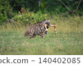 Striped hyena carries zebra leg across grass 140402085