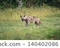 Striped hyena stands with kill watching camera 140402086