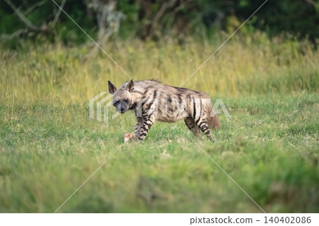 Striped hyena stands with kill watching camera Striped hyena stands with kill watching camera 140402086