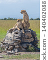 Two cheetahs lie and sit on cairn 140402088