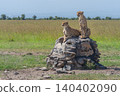 Two cheetahs look for prey from cairn 140402090
