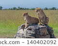 Two cheetahs look for prey on cairn 140402092