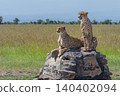 Two cheetahs looking for prey from cairn 140402094
