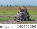Two cheetahs looking for prey on cairn 140402096