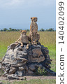 Two cheetahs lying and sitting on cairn 140402099