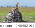 Two cheetahs sit and lie on cairn 140402101