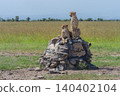 Two cheetahs sitting and lying on cairn 140402104