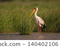 Yellow-billed stork stands in shallows in sunshine 140402106