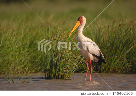 Yellow-billed stork stands in shallows in sunshine Yellow-billed stork stands in shallows in sunshine 140402106