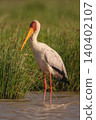 Yellow-billed stork stands in shallows watching photographer 140402107