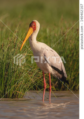 Yellow-billed stork stands in shallows watching photographer Yellow-billed stork stands in shallows watching photographer 140402107