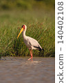 Yellow-billed stork wading through shallows in sunshine 140402108