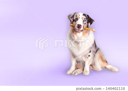 Australian Shepherd is blue marble with different coloured eyes sits and holds a orange toothbrush in mouth. Purple, lilac background, place for text Australian Shepherd is blue marble with different coloured eyes sits and holds a orange toothbrush in mouth. Purple, lilac background, place for text 140402110