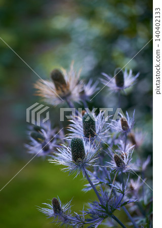 Flower, purple and ecology in nature for sustainability, horticulture and conservation of meadow. Plants, closeup and growth in garden of countryside, ecosystem and botany for environment on travel Flower, purple and ecology in nature for sustainability, horticulture and conservation of meadow. Plants, closeup and growth in garden of countryside, ecosystem and botany for environment on travel 140402133