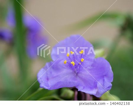 紫色白晝花 紫色白晝花 140402138