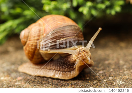 Snail slowly moving on concrete ground, extending tentacles, symbolizing persistence and progress 140402246