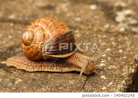 Snail crawling slowly on a stone surface, showing its detailed shell and antennae, moving with purpose Snail crawling slowly on a stone surface, showing its detailed shell and antennae, moving with purpose 140402248