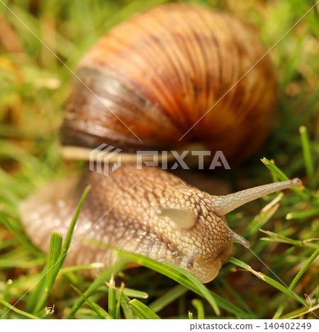Snail crawling on green grass, showing characteristic shell and eye stalks, representing slowness and nature's pace Snail crawling on green grass, showing characteristic shell and eye stalks, representing slowness and nature's pace 140402249