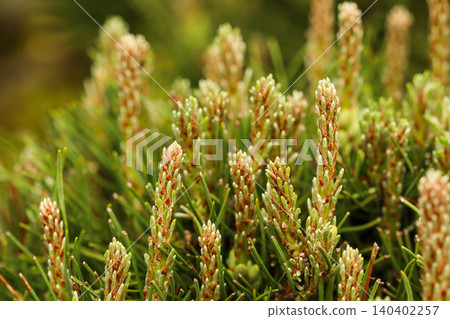 Pine tree branches featuring new spring growth and emerging light green needles representing vitality and nature fresh start 140402257