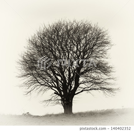 Tree, branches and nature field in winter with no leaves for outdoor agriculture or foliage, countryside or ecology. Plants, grass and land in autumn on farmland in England or cold, season or climate Tree, branches and nature field in winter with no leaves for outdoor agriculture or foliage, countryside or ecology. Plants, grass and land in autumn on farmland in England or cold, season or climate 140402352