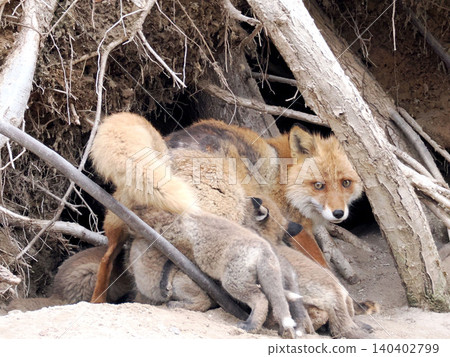 A red fox nursing its young in front of its den. A red fox nursing its young in front of its den. 140402799