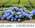 Blue hydrangea 140403044