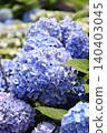 Blue hydrangea 140403045
