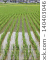 Scenery with rice field 140403046