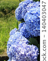 Blue hydrangea 140403047