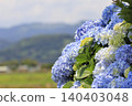 Hydrangea blooming in Minoyama Park 140403048