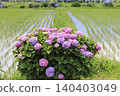 Hydrangea blooming in a rice field 140403049