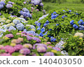 Colorful hydrangea 140403050