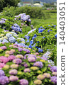 Hydrangea flowering in the park 140403051