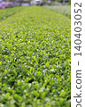 Tea garden spreading all over 140403052