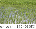 Little Egret in a Rice Field 140403053