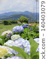 Hydrangea blooming in Minoyama Park 140403079