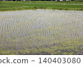 Rice field reflected in rice field 140403080