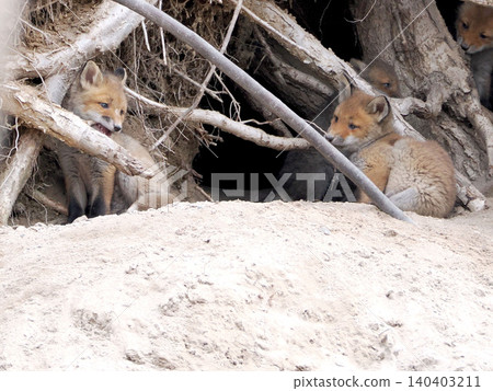 A fox cub waits for its mother in front of the nest. A fox cub waits for its mother in front of the nest. 140403211
