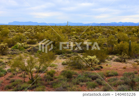 Old Saguaro Cactus Sonora desert Arizona 140403226