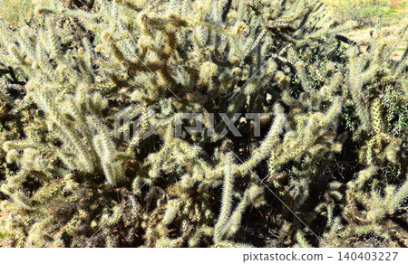Cholla cactus, Sonora Desert, Mid Winter 140403227