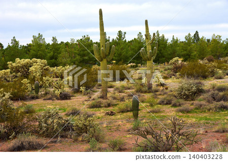 Old Saguaro Cactus Sonora desert Arizona Old Saguaro Cactus Sonora desert Arizona 140403228