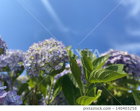  繡球 140403258