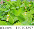 Rare species: Cypripedium macranthos 140403297