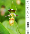 Rare species: Cypripedium macranthos 140403298