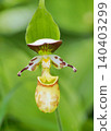 Rare species: Cypripedium macranthos 140403299