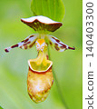 Rare species: Cypripedium macranthos 140403300