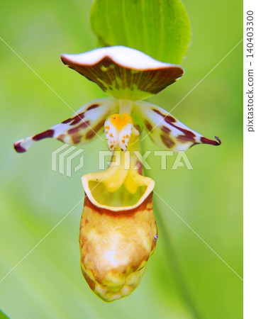 Rare species: Cypripedium macranthos Rare species: Cypripedium macranthos 140403300