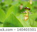 Rare species: Cypripedium macranthos 140403301