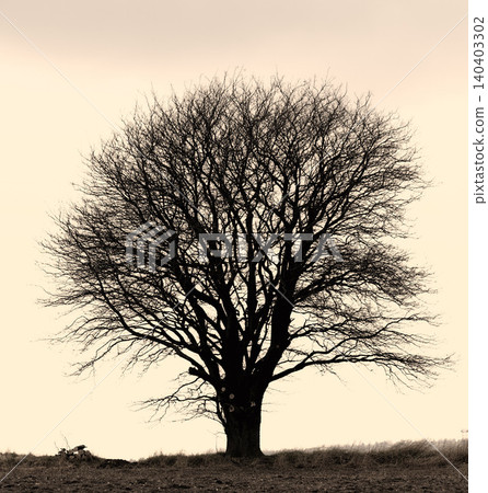 Tree, nature and environment open field or sunset in spring for countryside holiday, vacation or agriculture. Plants, grass and mockup space outdoor or remote Europe for peaceful, relaxing or evening Tree, nature and environment open field or sunset in spring for countryside holiday, vacation or agriculture. Plants, grass and mockup space outdoor or remote Europe for peaceful, relaxing or evening 140403302