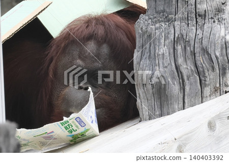 Orangutan 140403392